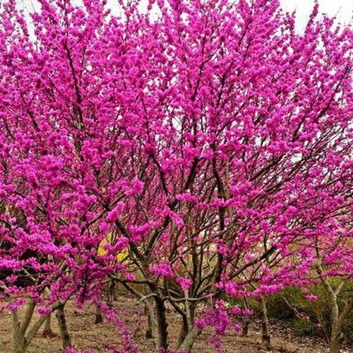 Semillas árbol del amor - Árbol,
